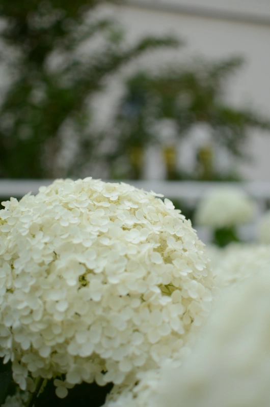 Heiraten in Wiener Neustadt_Hochzetsfotografin